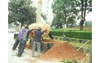 湖南華苑園林為長沙麓谷管委會打造宜居園區綠化項目